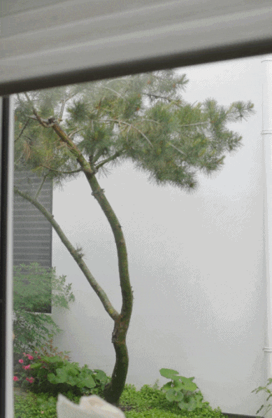 IMG_6453.GIF