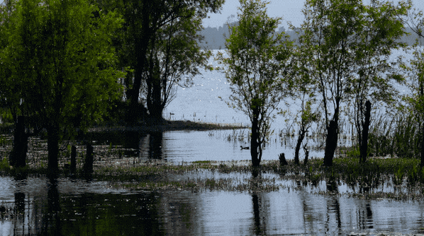 IMG_1011.GIF