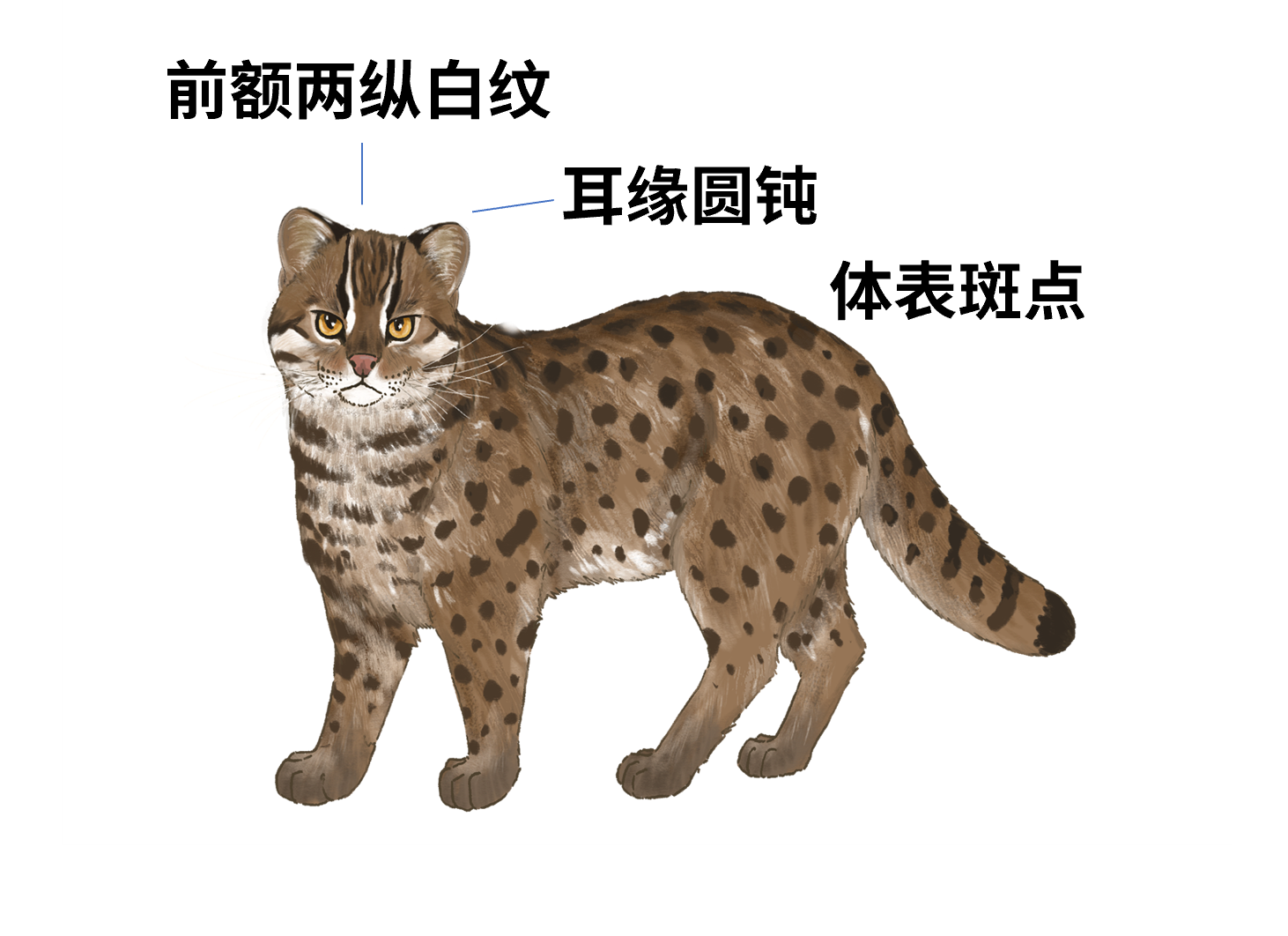 IMG_3740 2.PNG