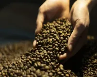 全球头号咖啡生产国为何“换豆”?