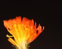 国内首次!夏尔希里自然保护区发现菊科新物种“橙黄细毛菊”