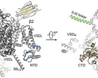 AI是抢活还是赋能?颜宁给出最新答案