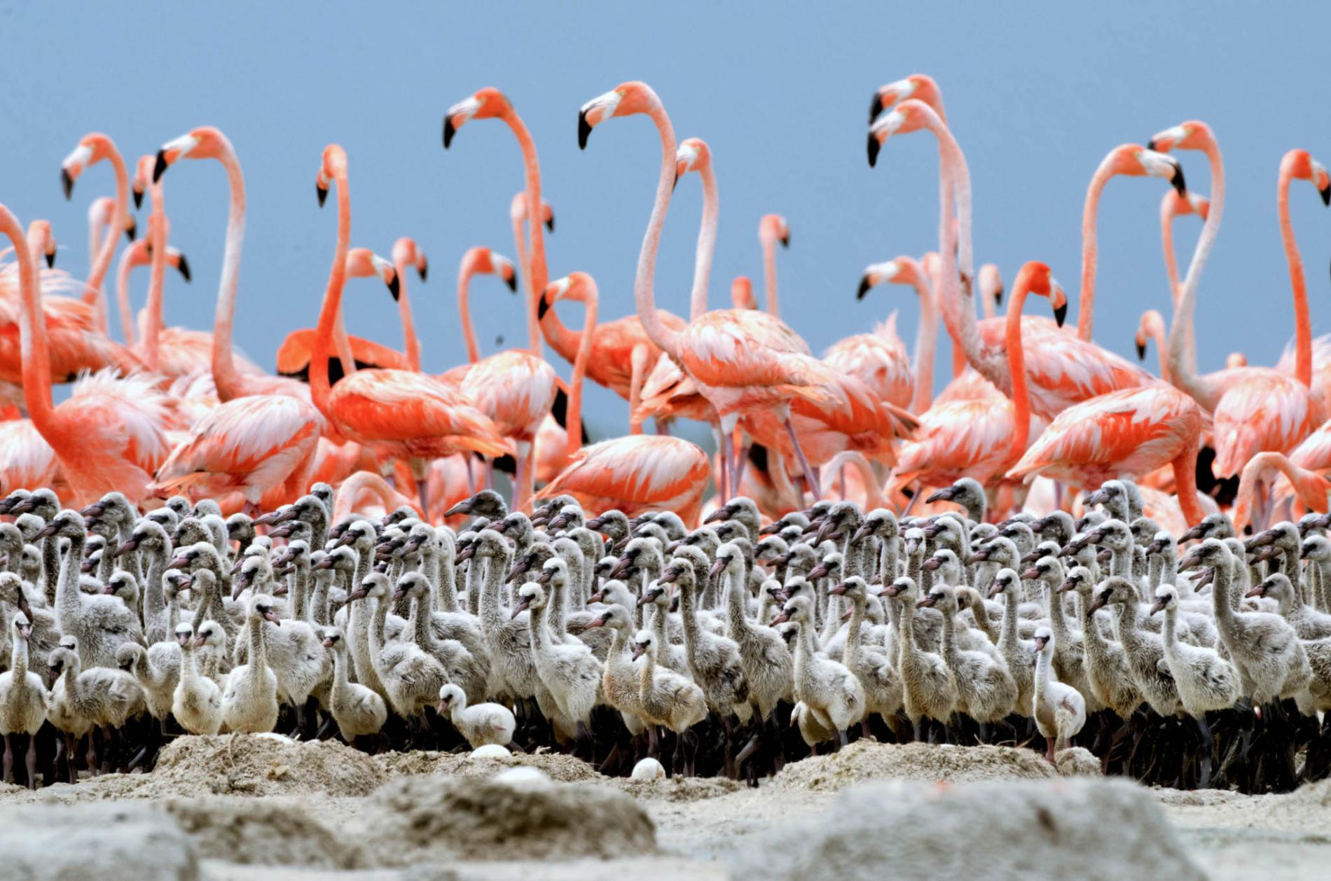 pod-11-06-2020-nationalgeographic_1459069.ngsversion.1590528740871.adapt.1900.1.jpg