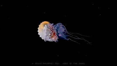 51.gif