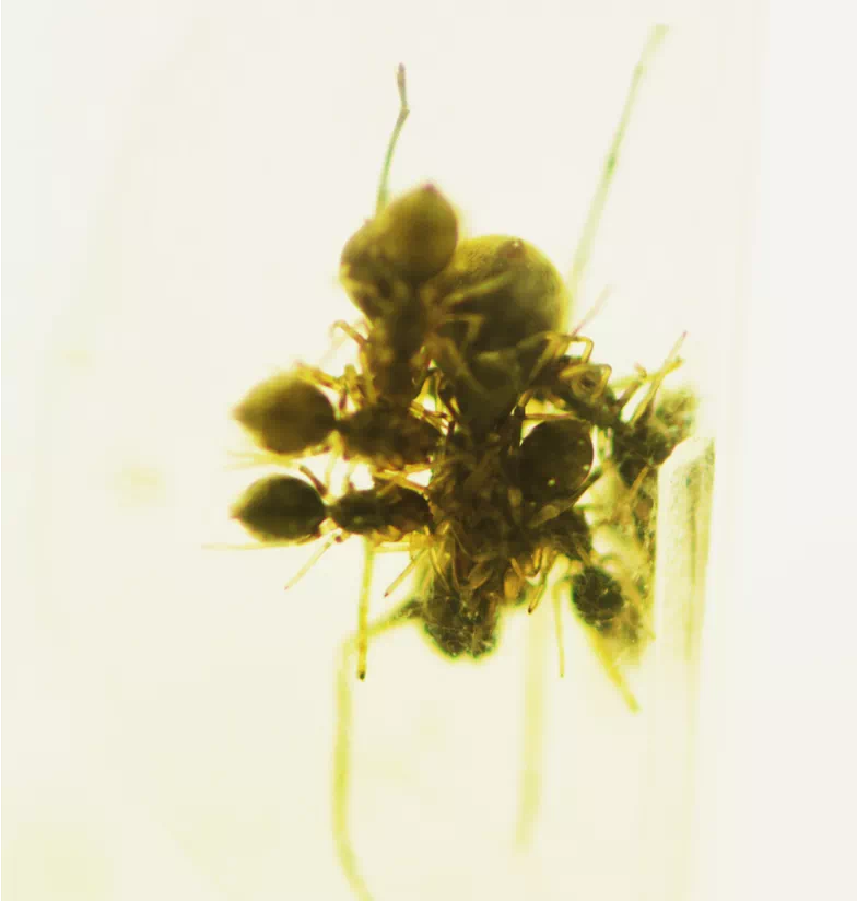 IMG_9654.PNG