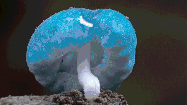 IMG_0370.GIF