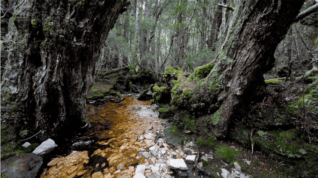 IMG_0373.GIF