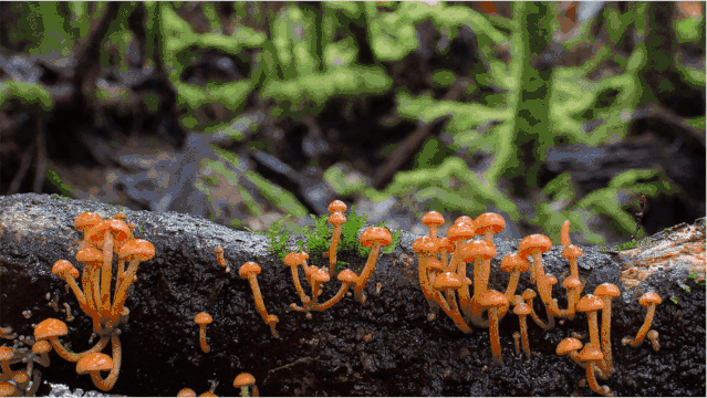 IMG_0390.GIF