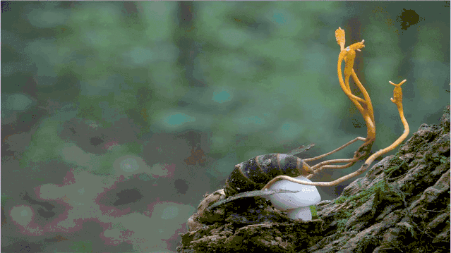 IMG_0394.GIF