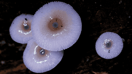 IMG_0406.GIF