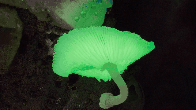 IMG_0408.GIF