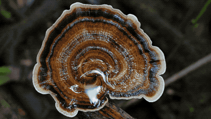 IMG_0412.GIF