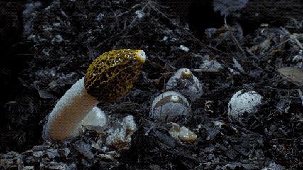 IMG_0411.GIF
