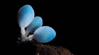 IMG_0416.GIF