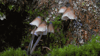 IMG_0417.GIF
