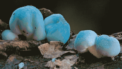 IMG_0415.GIF
