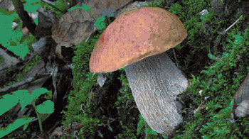 IMG_0425.GIF