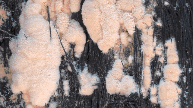 IMG_0432.GIF