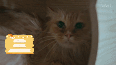 IMG_8961.GIF