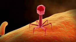 s392.gif