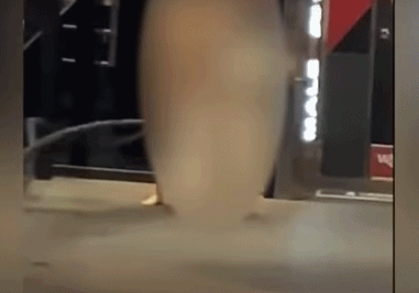 q234.gif