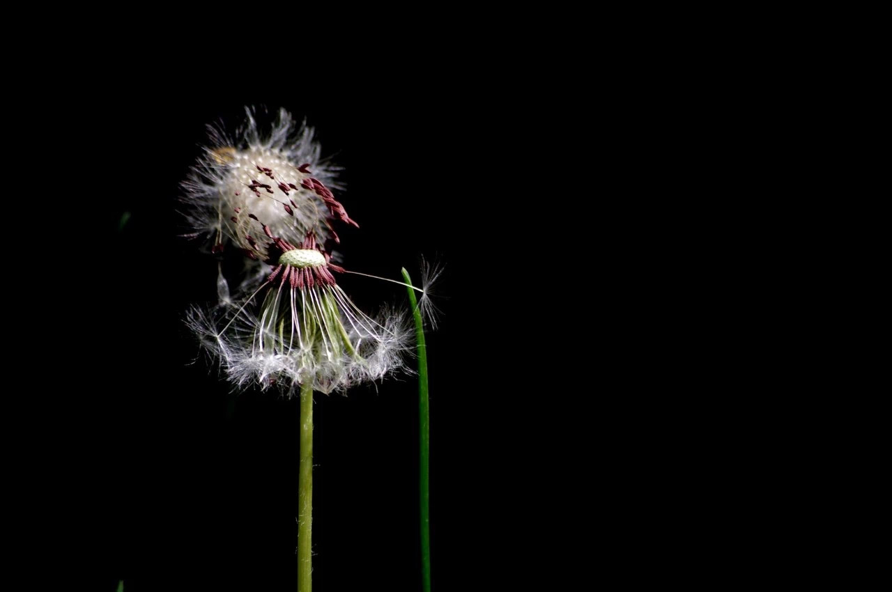 5B864C3F-1909-4498-BF05-4B3C86F5C78E.jpeg