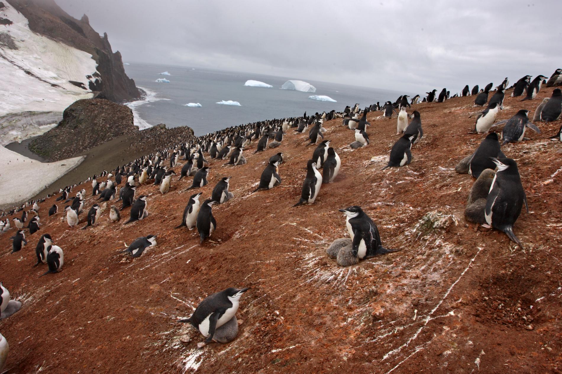 pod-03-12-2020_nationalgeographic_1038934.ngsversion.1606190428212.adapt.1900.1.jpg
