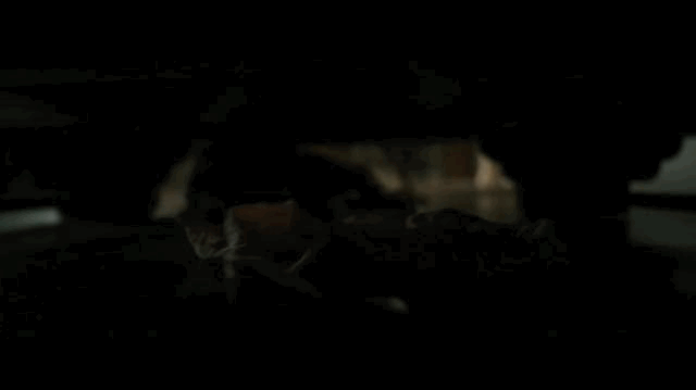 IMG_3498.GIF