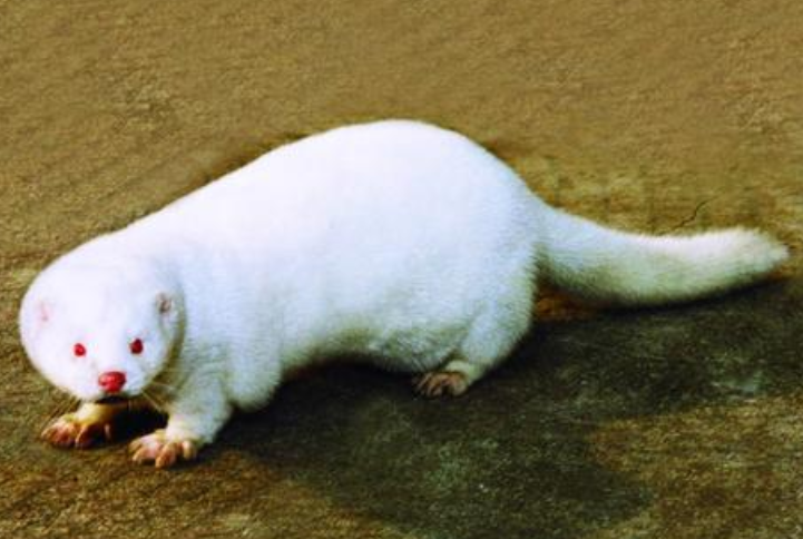 z11.png