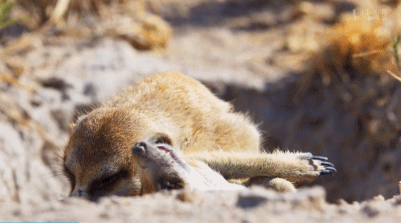 IMG_9214.GIF