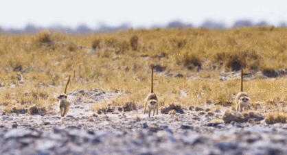 IMG_9216.GIF