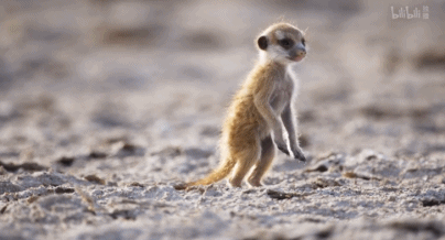 IMG_9217.GIF