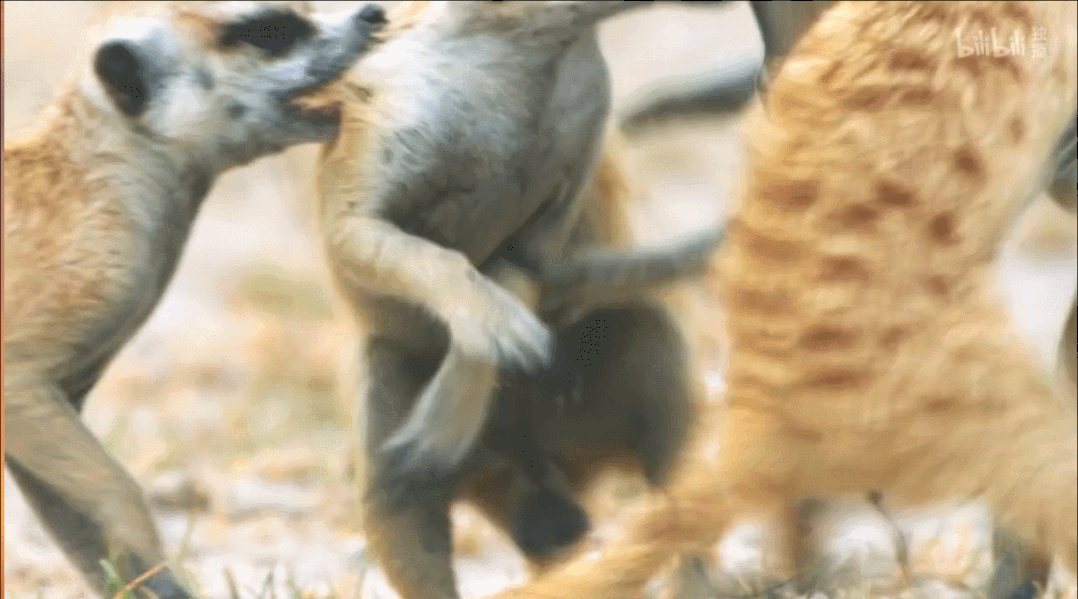 IMG_9223.GIF