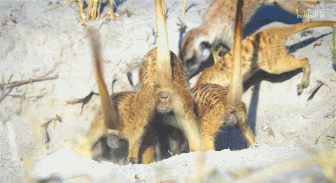 IMG_9225.GIF
