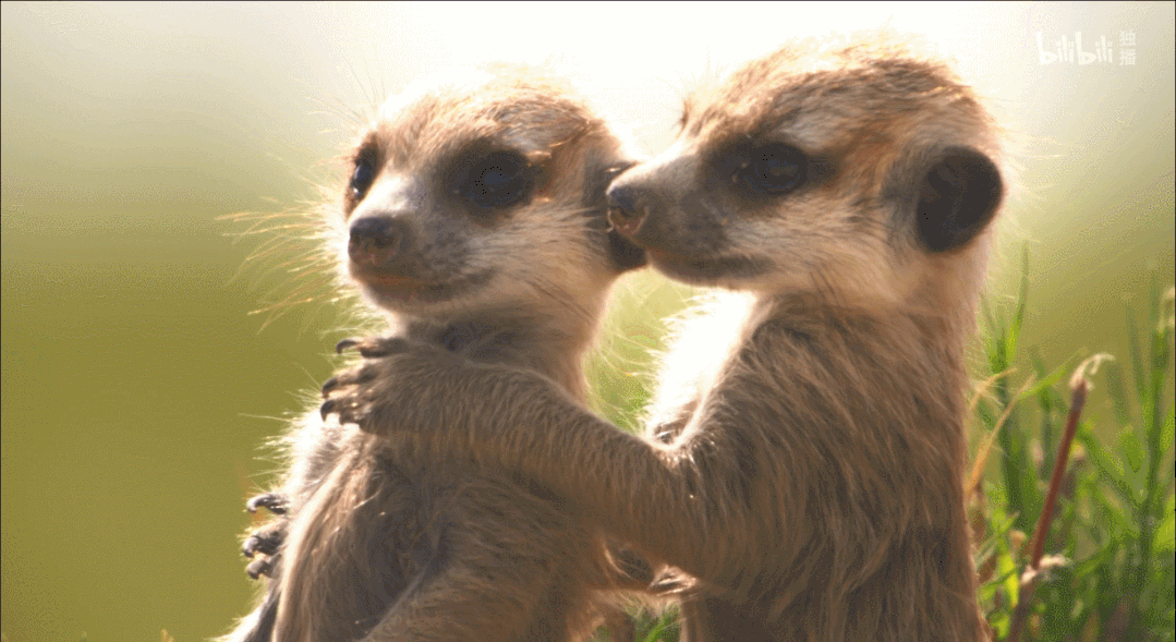 IMG_9237.GIF