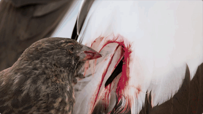 IMG_0575.GIF