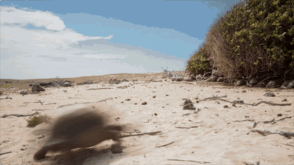 IMG_0579.GIF