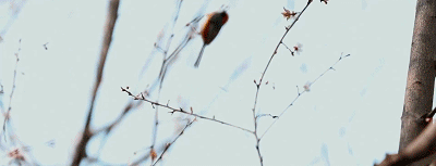 IMG_7969.GIF