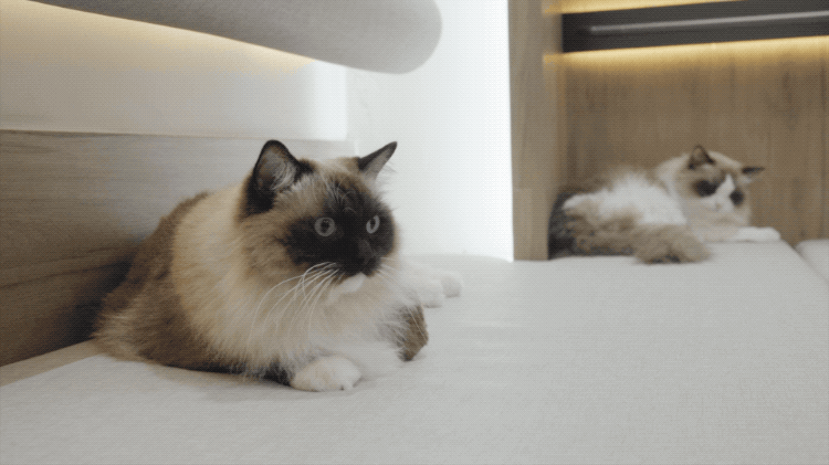 IMG_5448.GIF