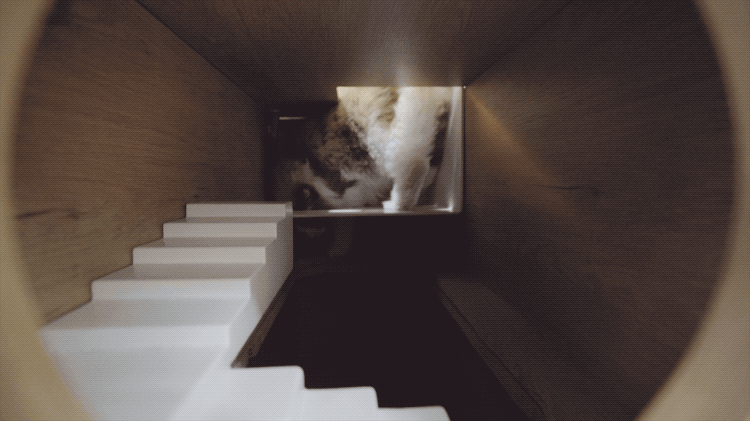 IMG_5449.GIF