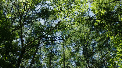 IMG_9465.GIF
