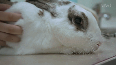 52.gif