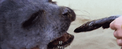 39.gif