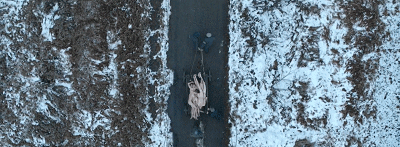 43.gif