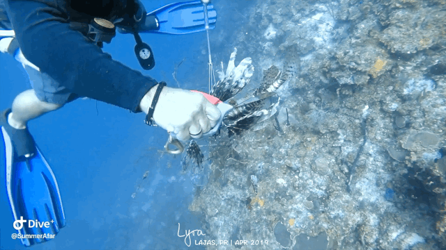 26.gif