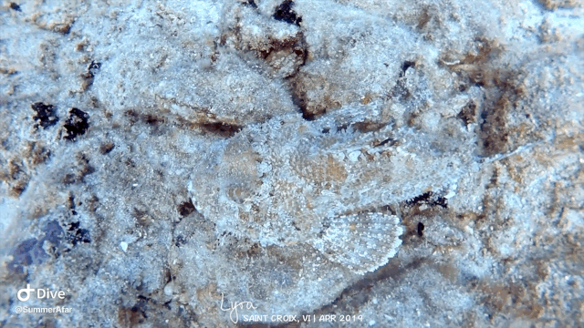 5.gif