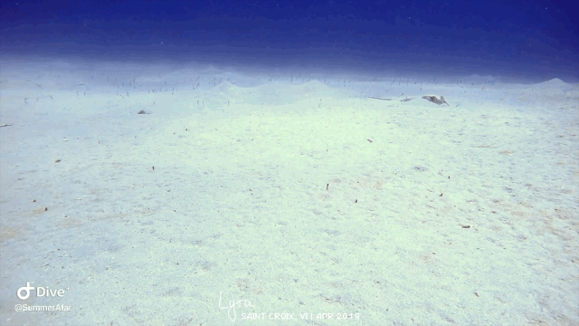 50.gif