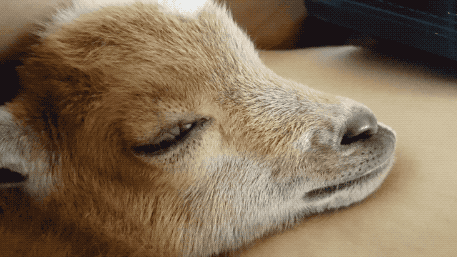 20.gif