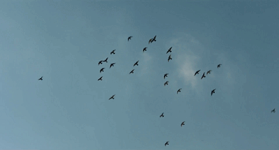 57.gif