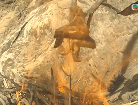 34.gif